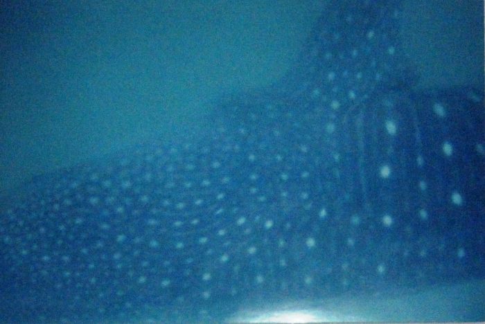 Donsol whale shark