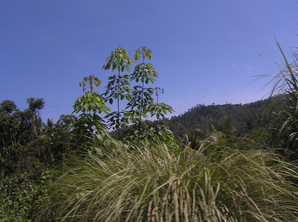 OLYMPUS DIGITAL CAMERA San Teodoro, Mindoro Oriental
