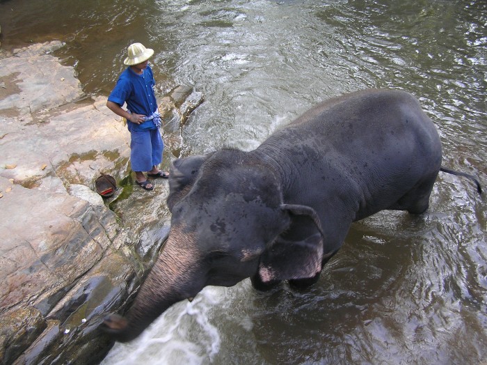 Mae Sa elephant camp