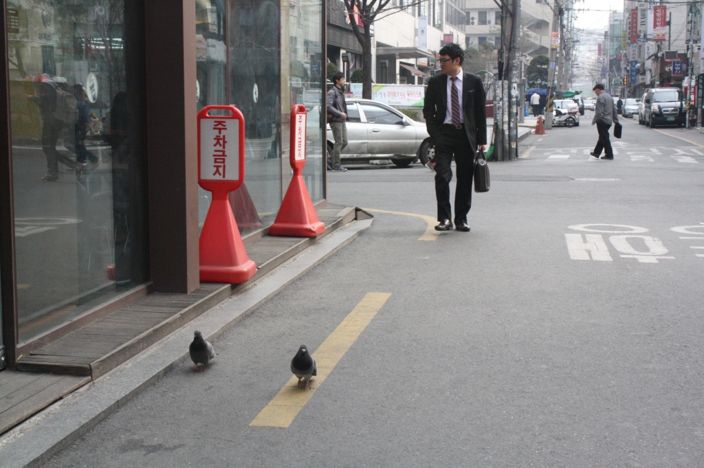 You can walk around Seoul easily. You'll even find lots of birds on the streets.
