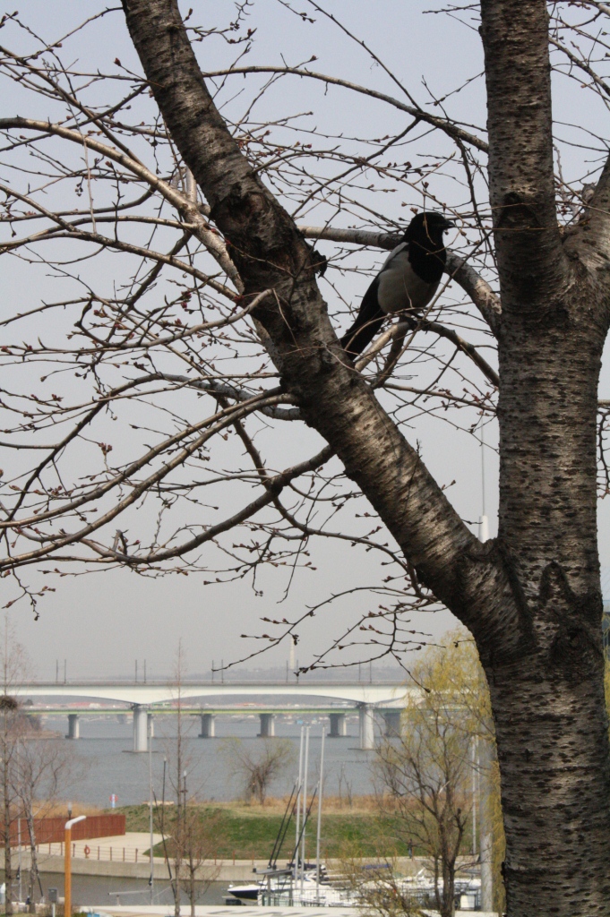 No leaves nor flowers in sight at the cherry trees. A bird takes refuge in its branches.