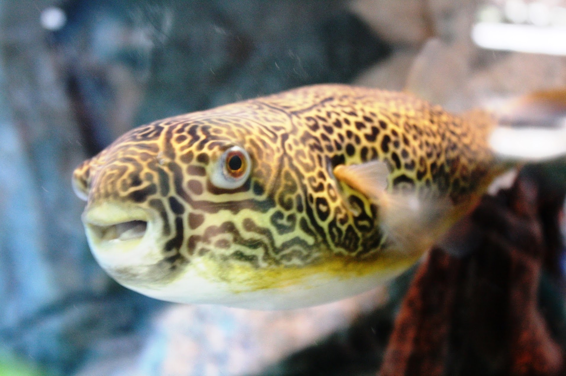 The giant pucker fish at River Wonders at Singapore Zoo