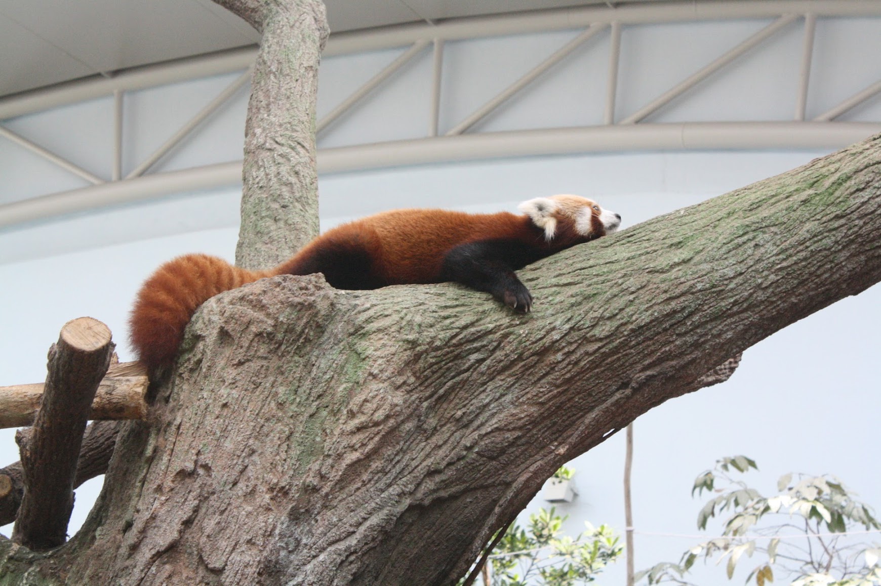 Red panda