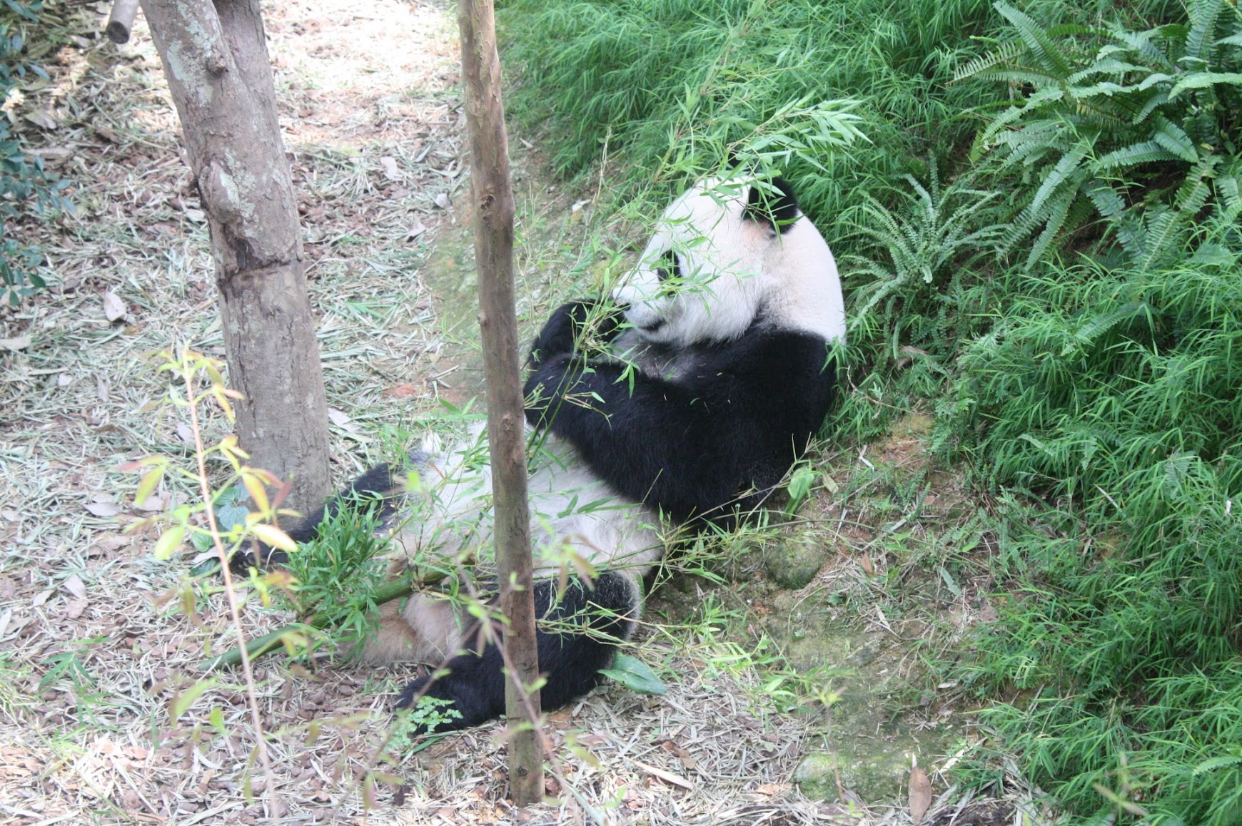 Giant panda