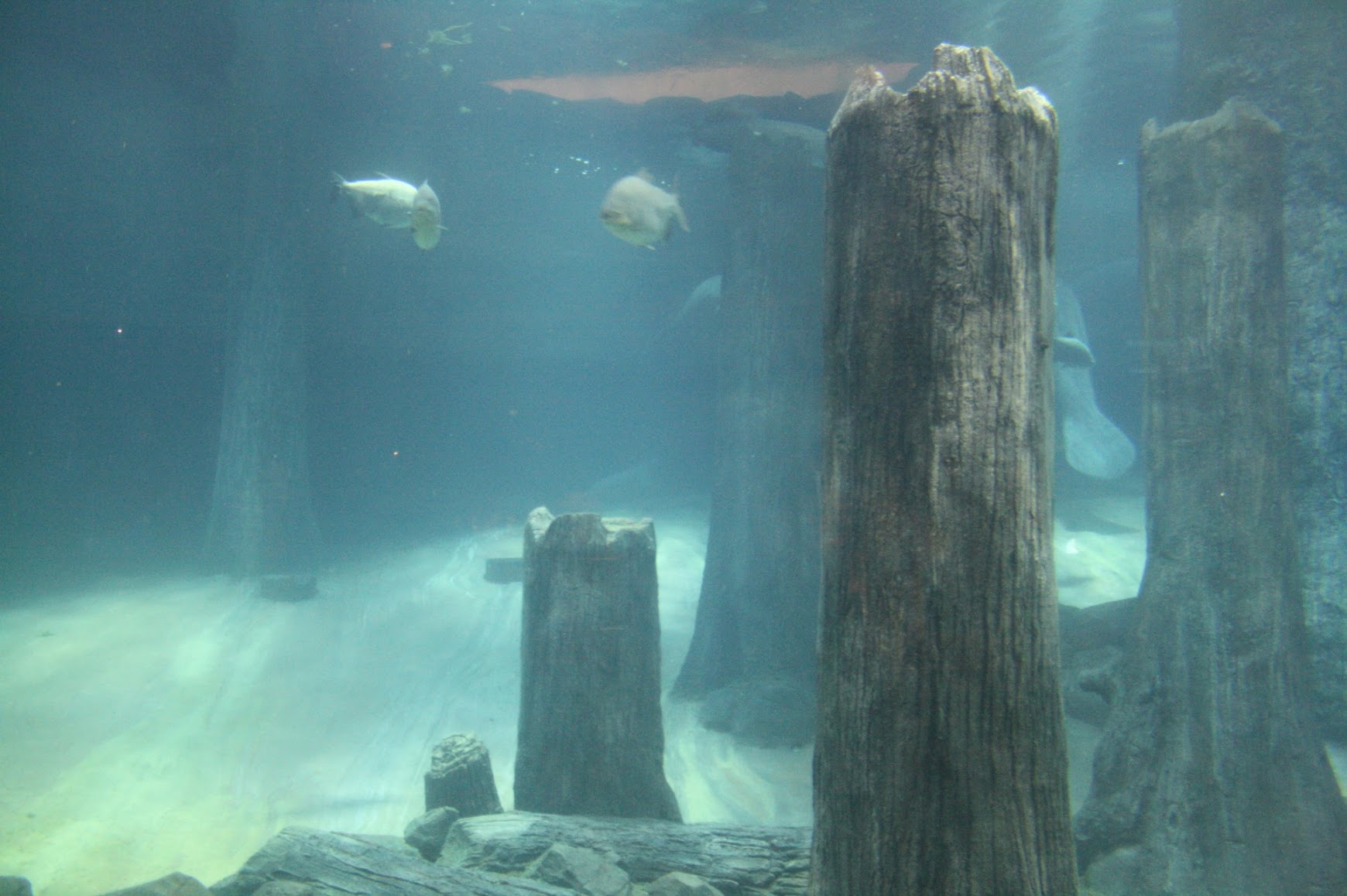 River Wonders Singapore Zoo