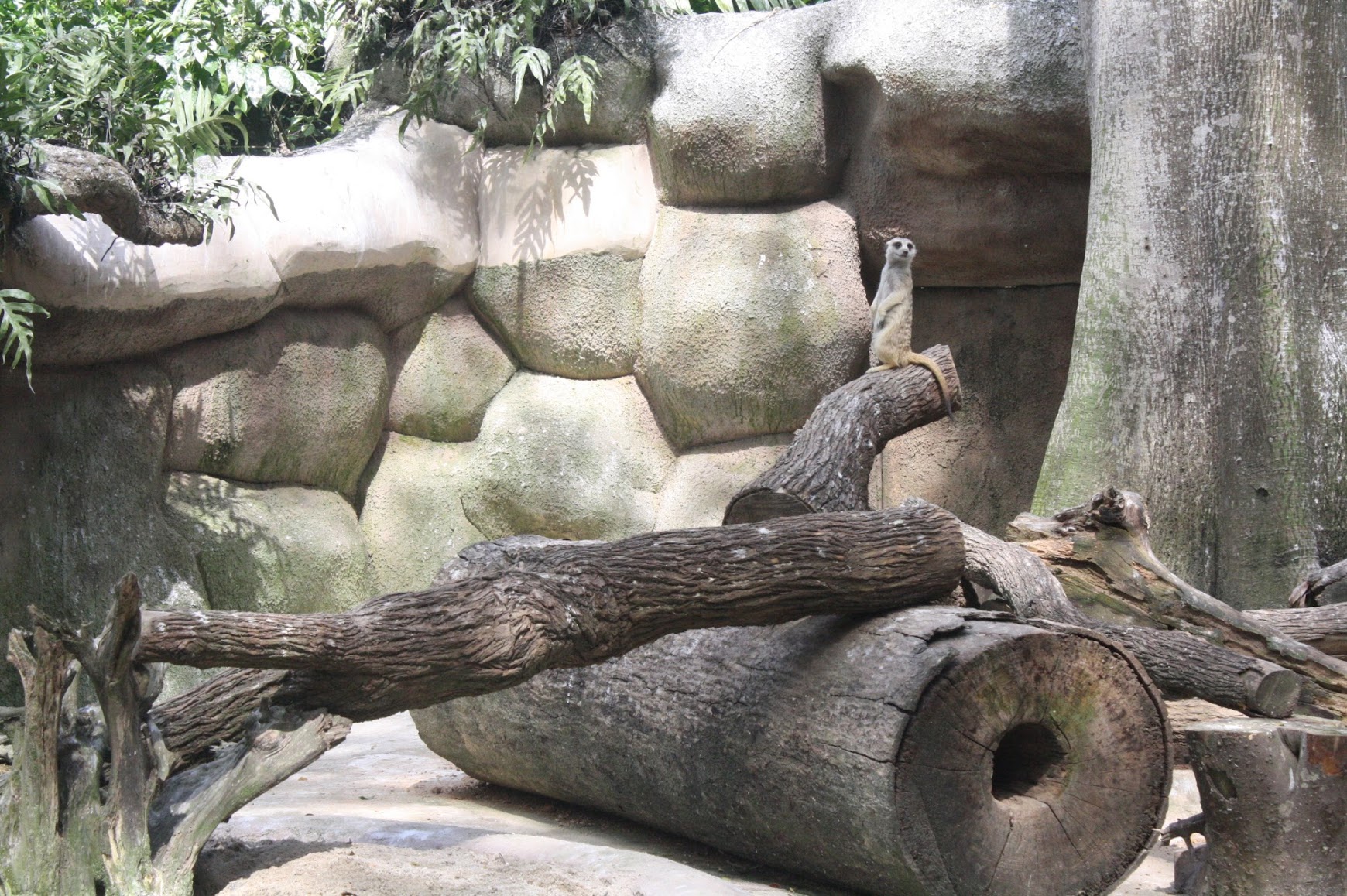 Singapore Zoo meerkat
