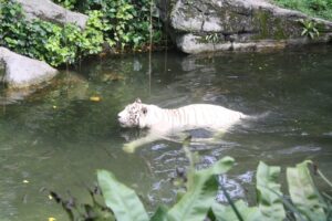 Singapore Zoo