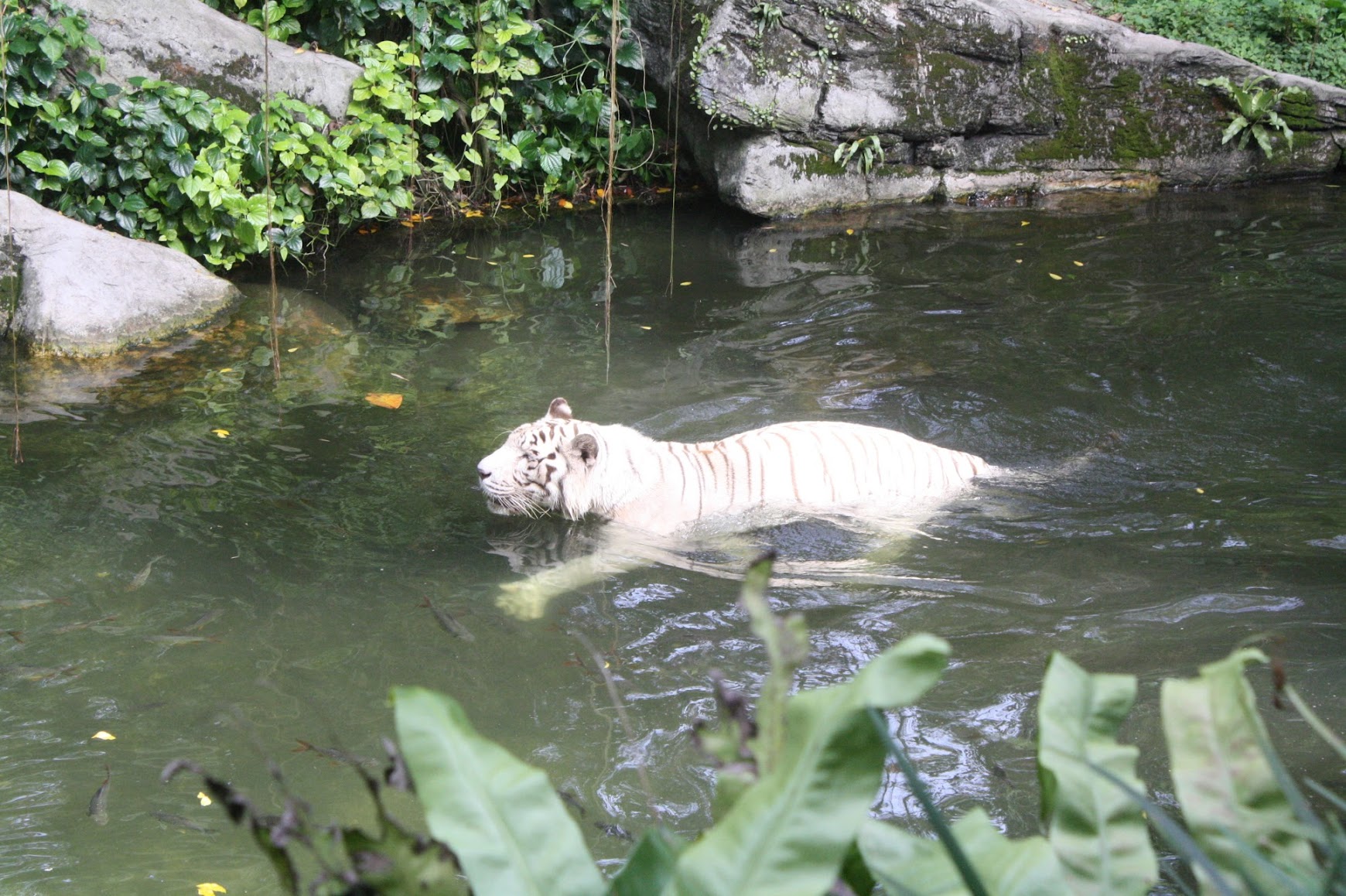 Singapore Zoo