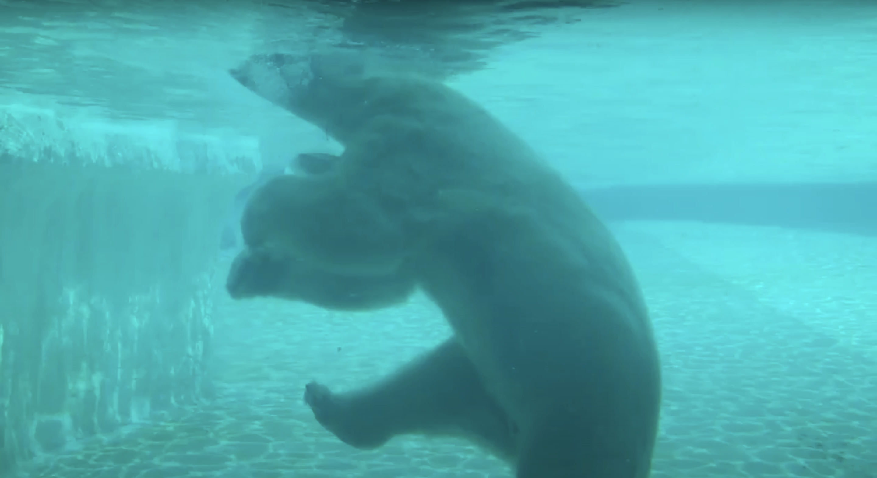 River Wonders polar bear