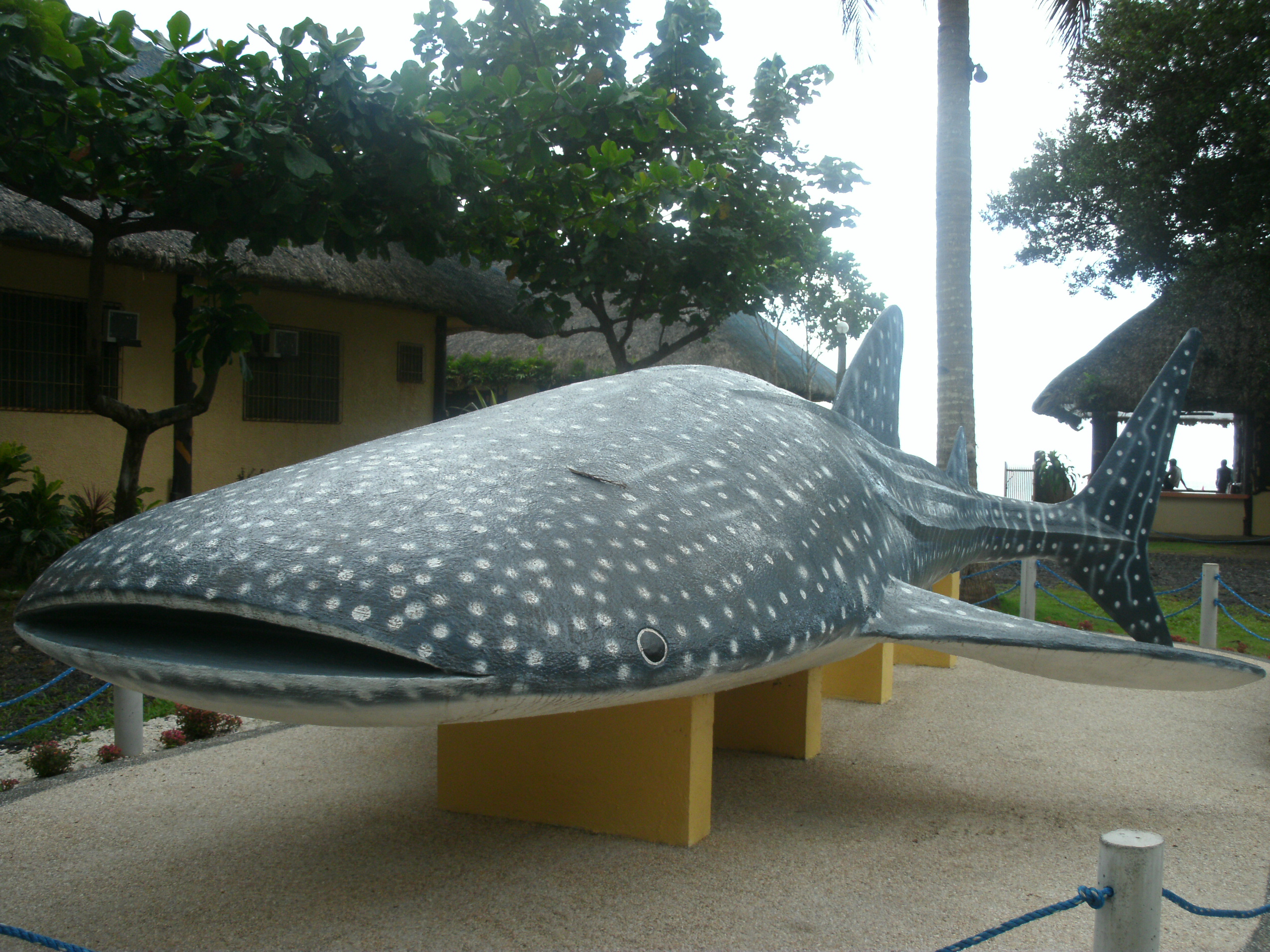 travel whale sharks