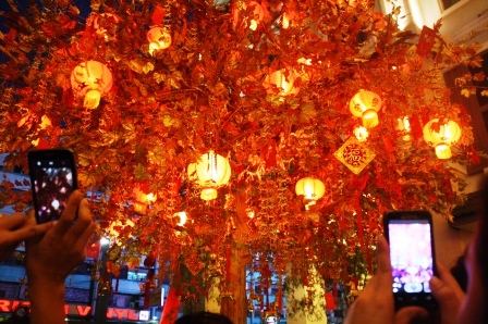 Prosperity tree? It's an attractive cherry blossom-like tree at the walkway.