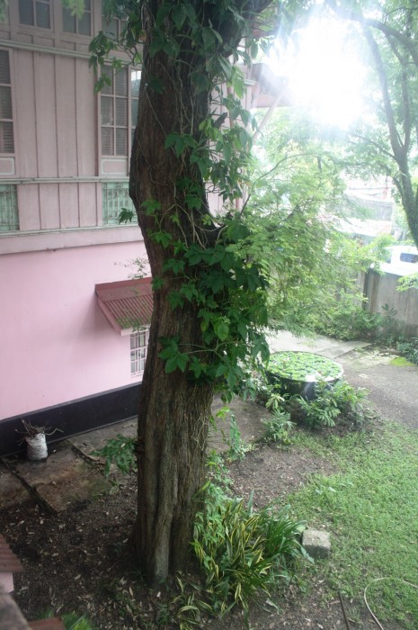 The tamarind tree is also a heritage tree.