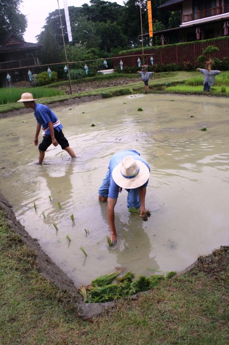 We were taught how to plant rice.