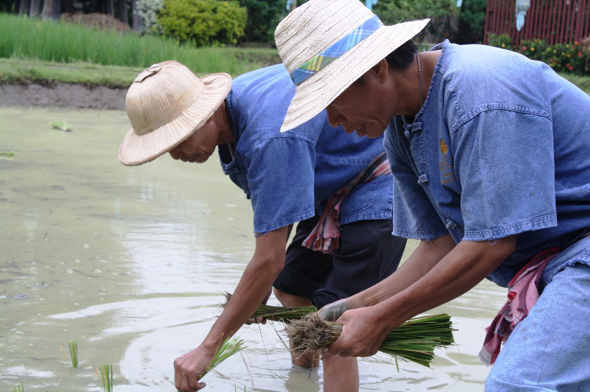 We were given our rice planting uniforms, too.