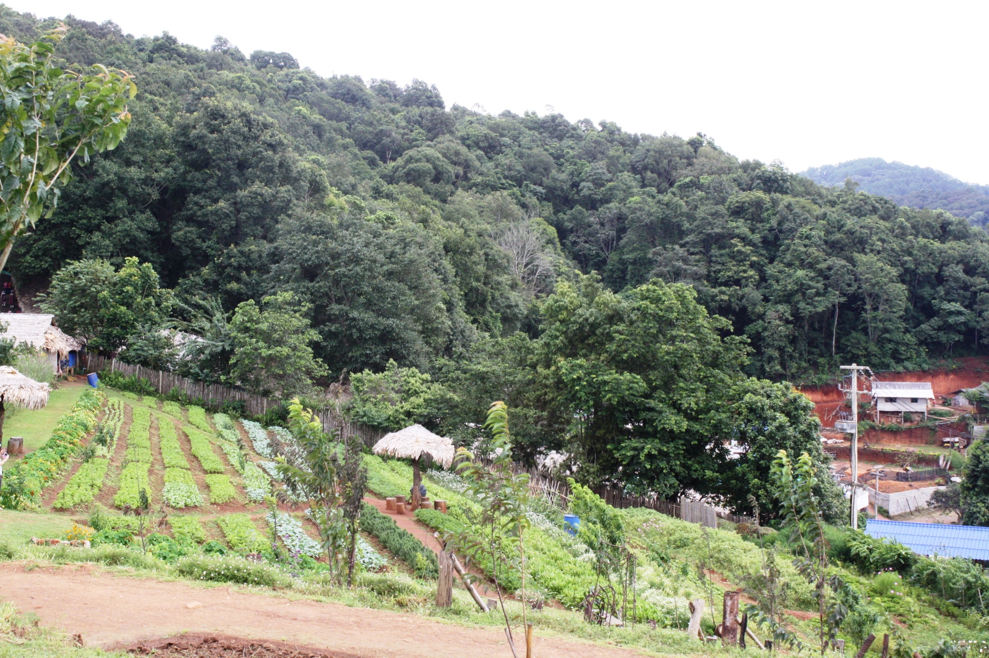 Plantations in the hill areas of Mae Rim District.