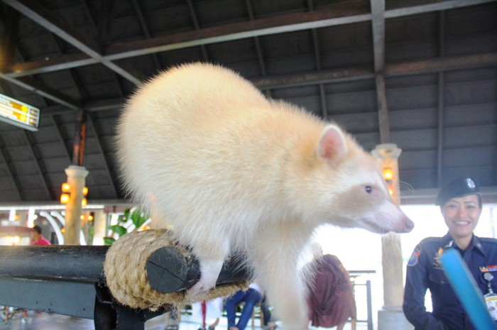 A white raccoon.
