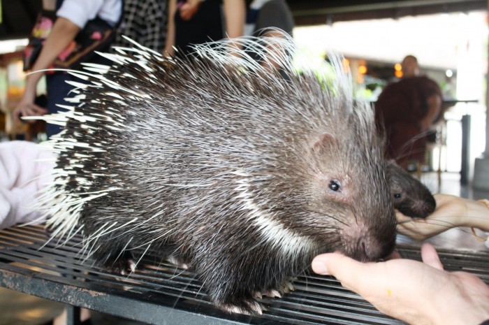 The porcupine is hungry.