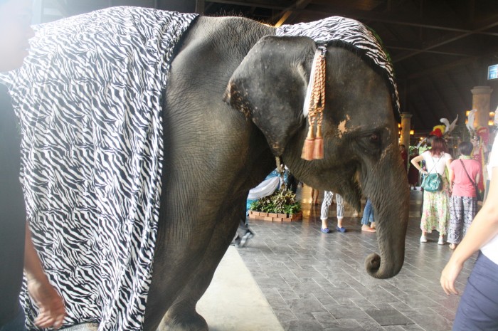 The Asian elephant.