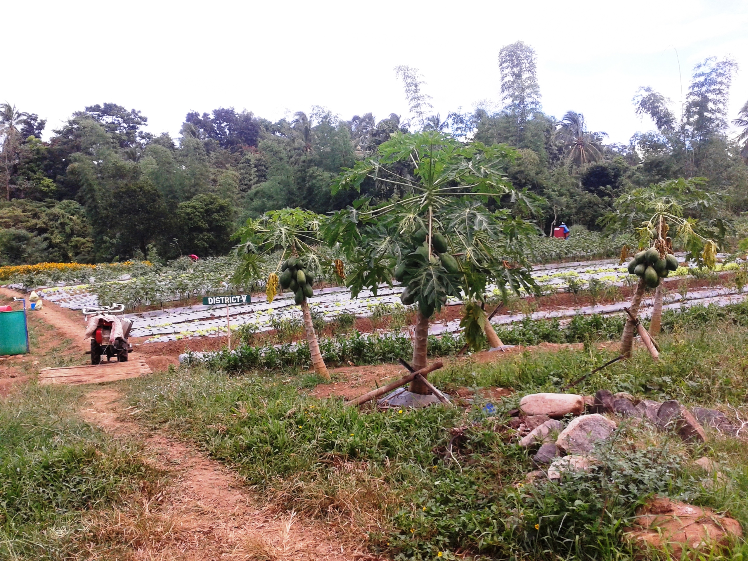 Negros First-Army Wellness Farm