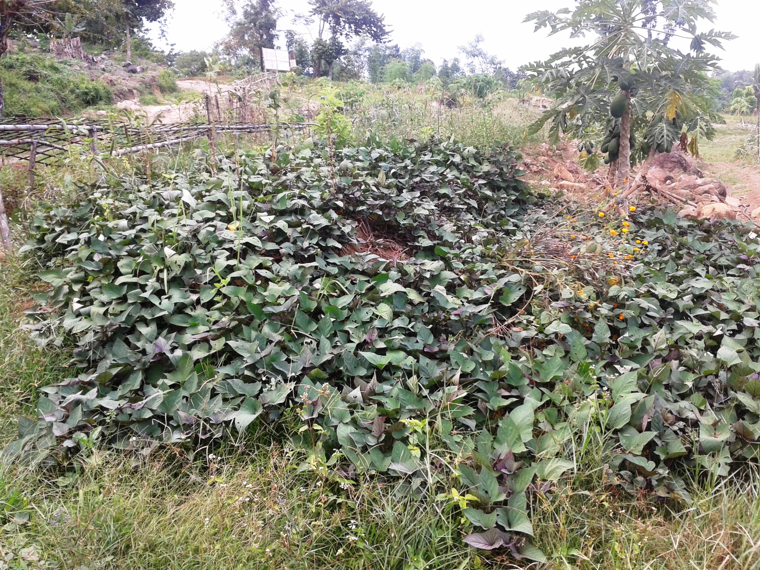 Negros First-Army Wellness Farm