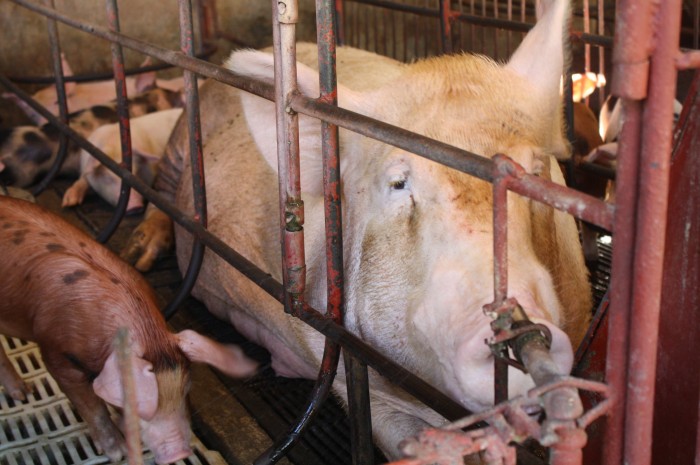 The piggery.