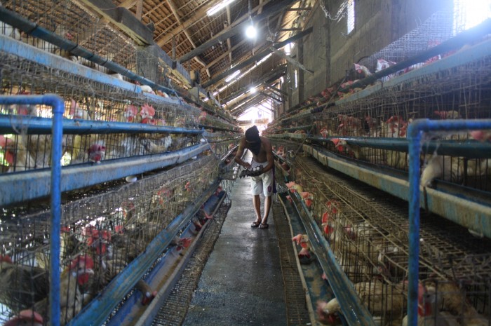 Chicken coop.
