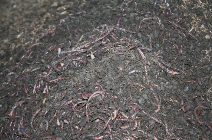 These worms are used for the vermi composting process.