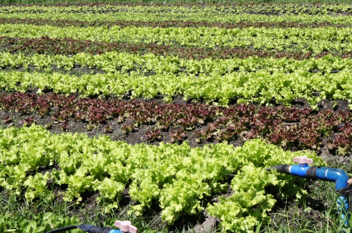 Colorful rows of leafy veggies.