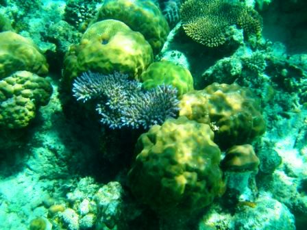 Colorful corals in Coron, Palawan.
