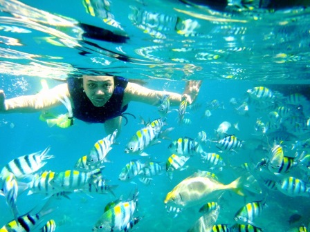 School of fish in Anilao, Batangas.