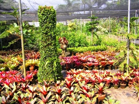 Ming's Garden in Tagaytay.