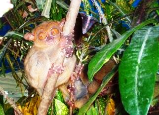 Bohol's tarsier.