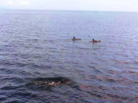 The dolphins in Bais.