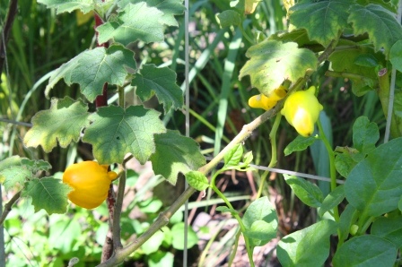 Organic produce grown in Penalosa Farms in Victorias City.