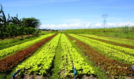 Ready for a salad? This is the Fresh Start salad in Silay City.
