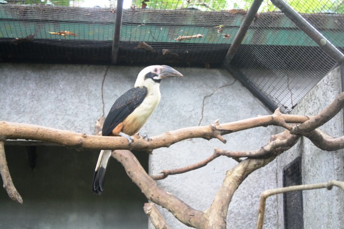 The Visayan Tarictic Hornbill