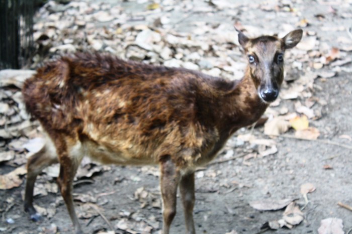 The Visayan Spotted Deer