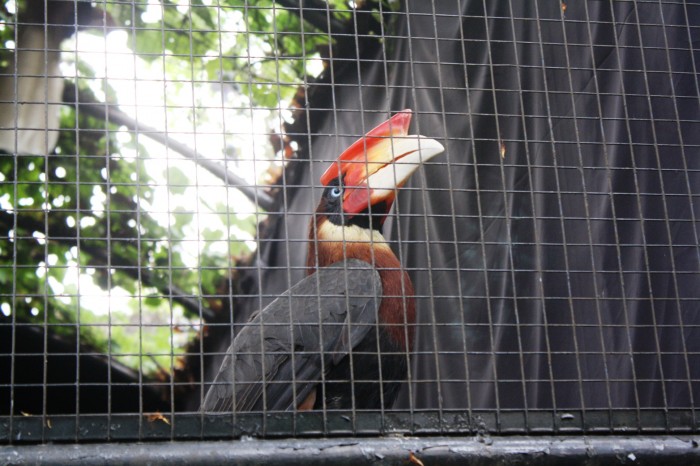 Rufous-headed Hornbill