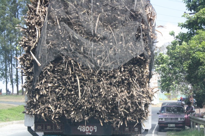 Sugarcane abound in the Negros Island. Sugar is one of its primary products.