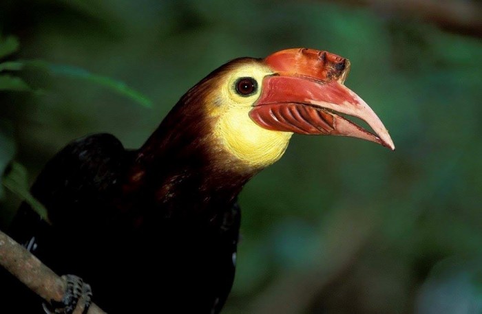 Rufous-headed hornbill (Photo by Roland Seitre)