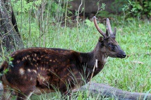 Visayan spotted deer (Photo by Godfrey Jakosalem)
