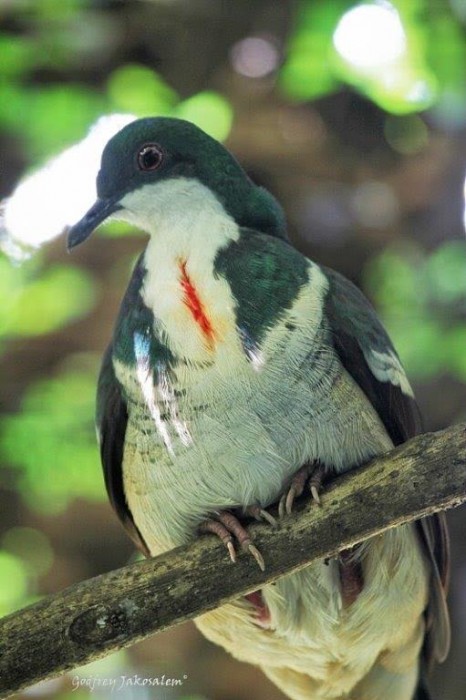 Negros bleeding-heart pigeon (Photo by Godfrey Jakosalem) 