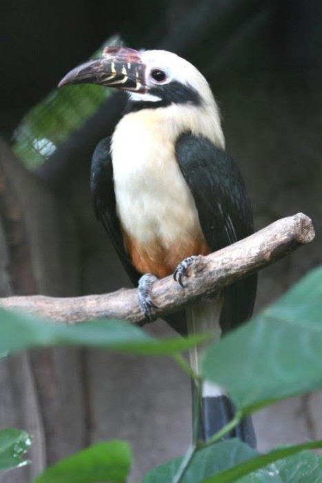 Visayan tarictic hornbill (Photo by Godfrey Jakosalem)