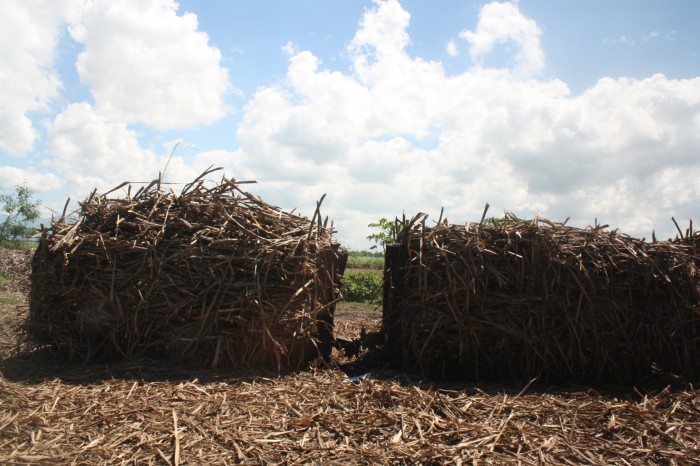 Sugarcane is loaded in trucks or train carts to be transported to the mill.