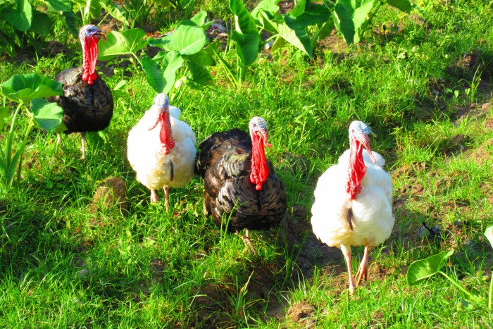 The turkeys are marching about.