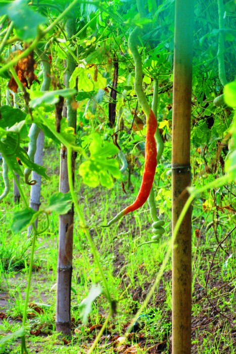 Organic plants are plenty around the property.