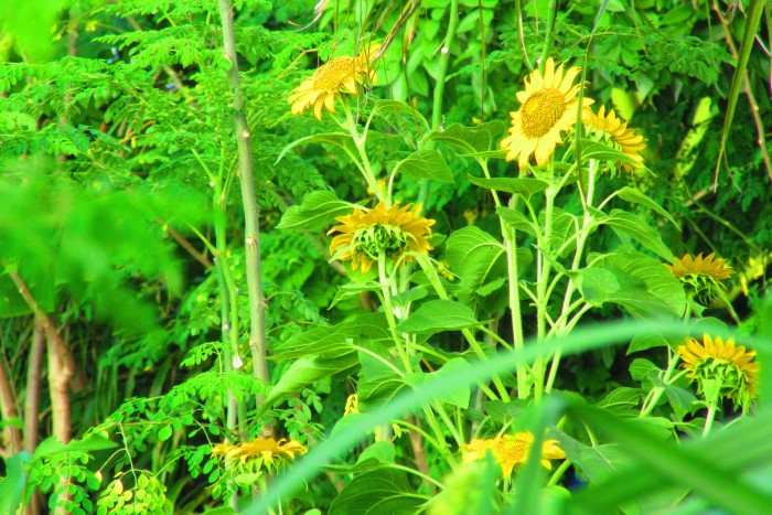 Sunflowers to brighten up your day.