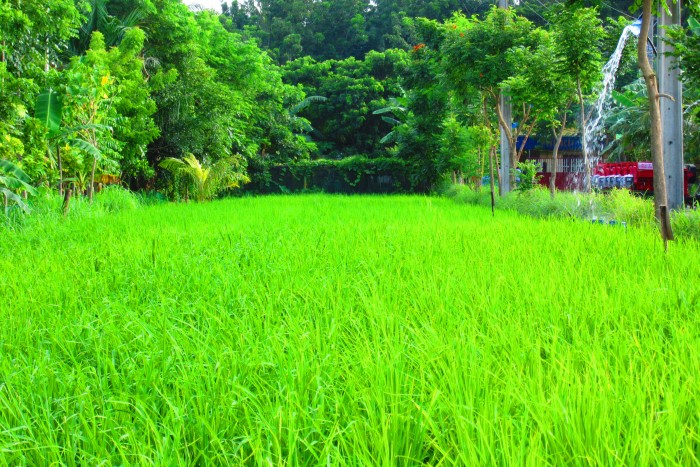 A small area where rice is shown how it is being organically cultivated.