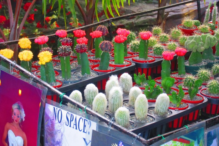 10th Negros Island Organic Farmers Festival