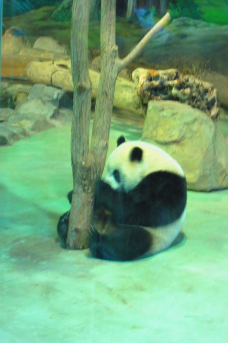 Taipei Zoo